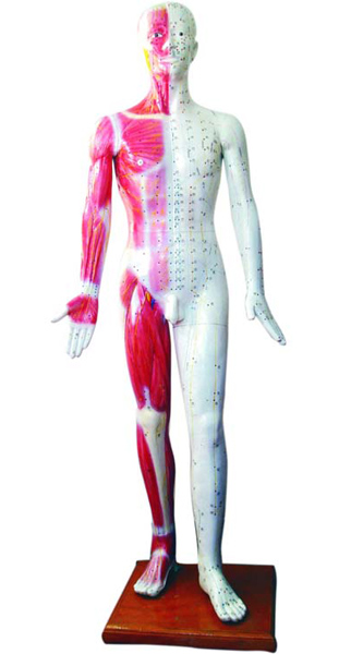 人體經(jīng)絡(luò)模擬人